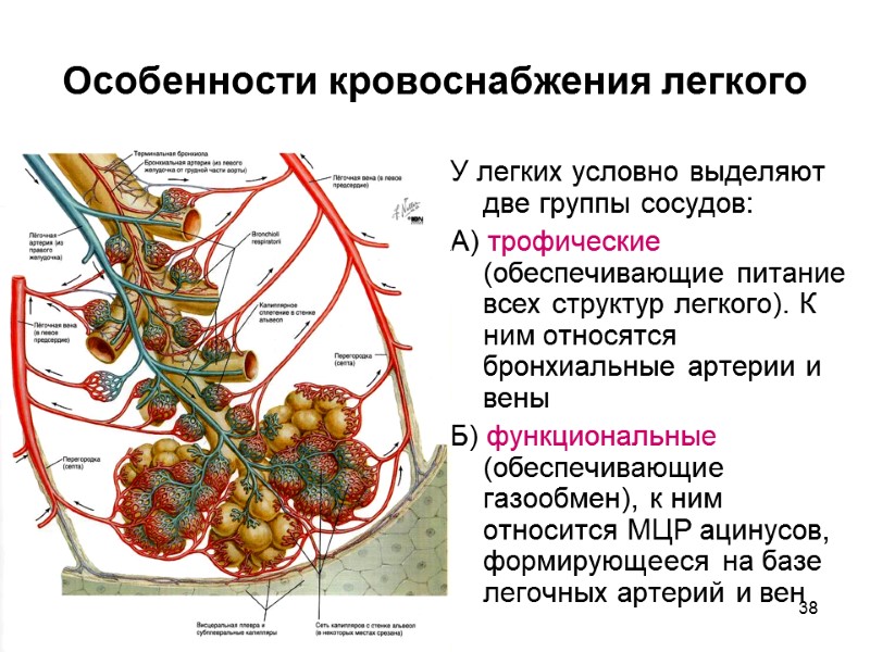 38 Особенности кровоснабжения легкого У легких условно выделяют две группы сосудов: А) трофические (обеспечивающие